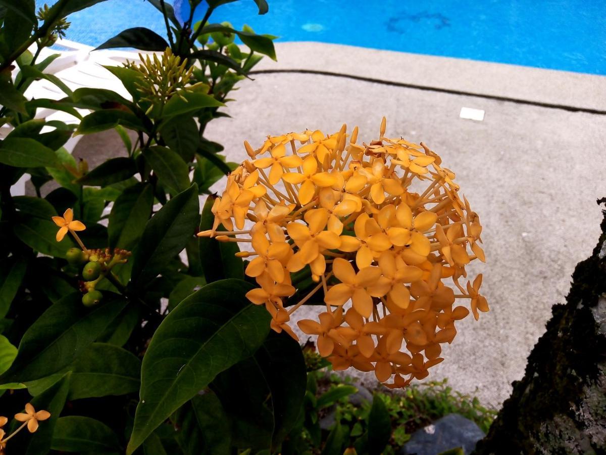 Hotel La Diosa Cahuita Εξωτερικό φωτογραφία