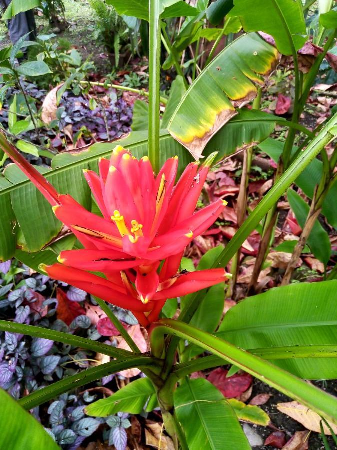 Hotel La Diosa Cahuita Εξωτερικό φωτογραφία
