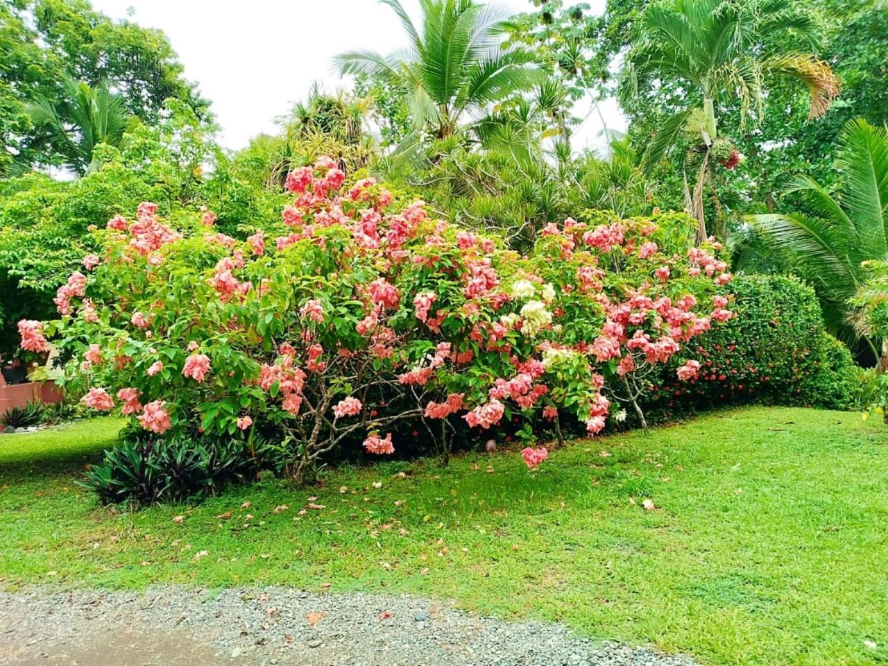 Hotel La Diosa Cahuita Εξωτερικό φωτογραφία