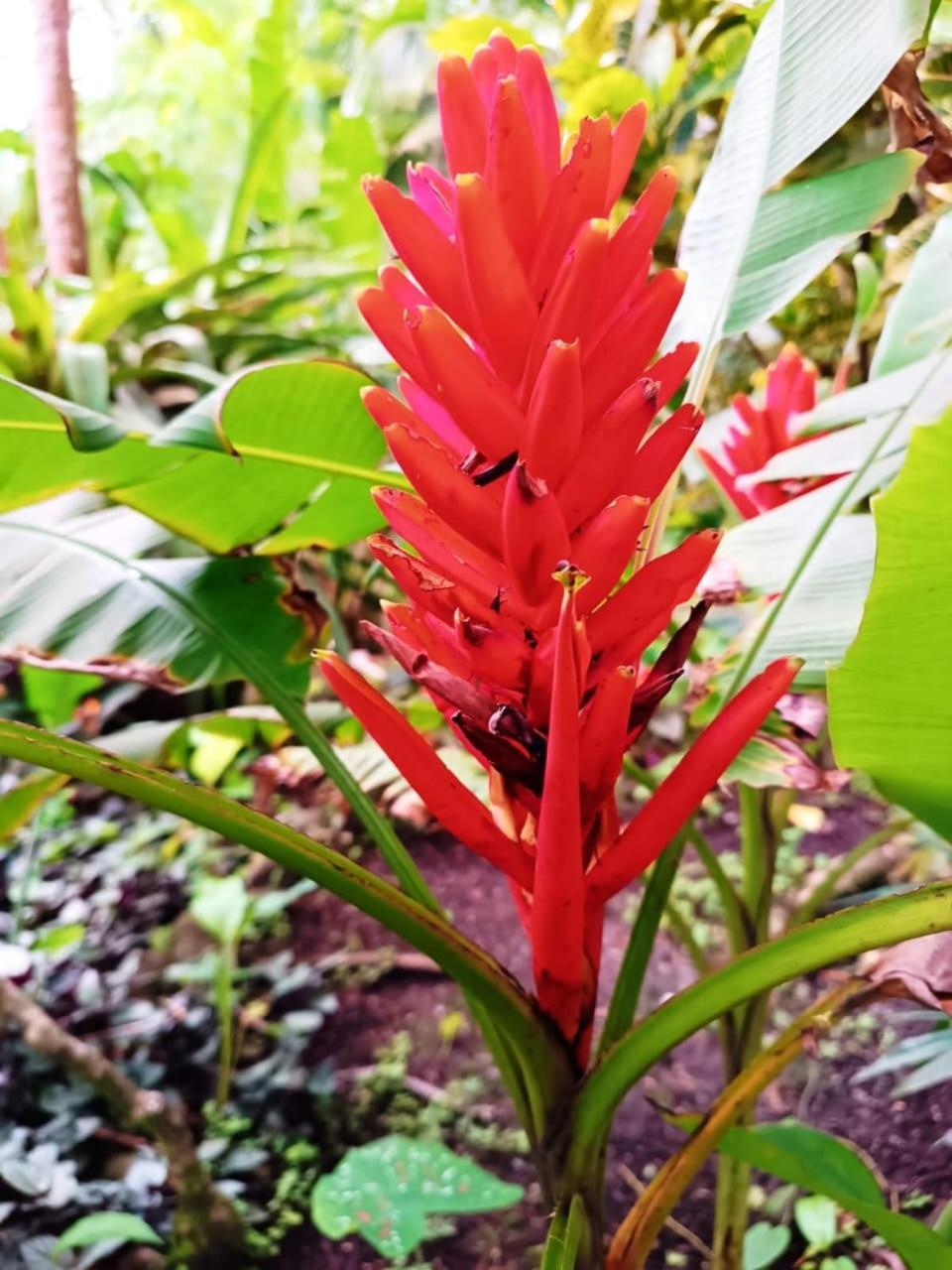 Hotel La Diosa Cahuita Εξωτερικό φωτογραφία