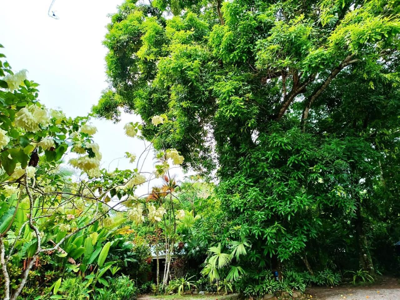 Hotel La Diosa Cahuita Εξωτερικό φωτογραφία