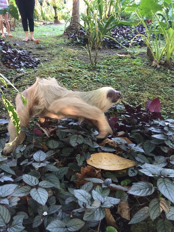 Hotel La Diosa Cahuita Εξωτερικό φωτογραφία